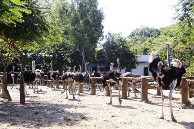 Năm ngọ, về Vũng Tàu cưỡi ngựa lấy may - ảnh 11